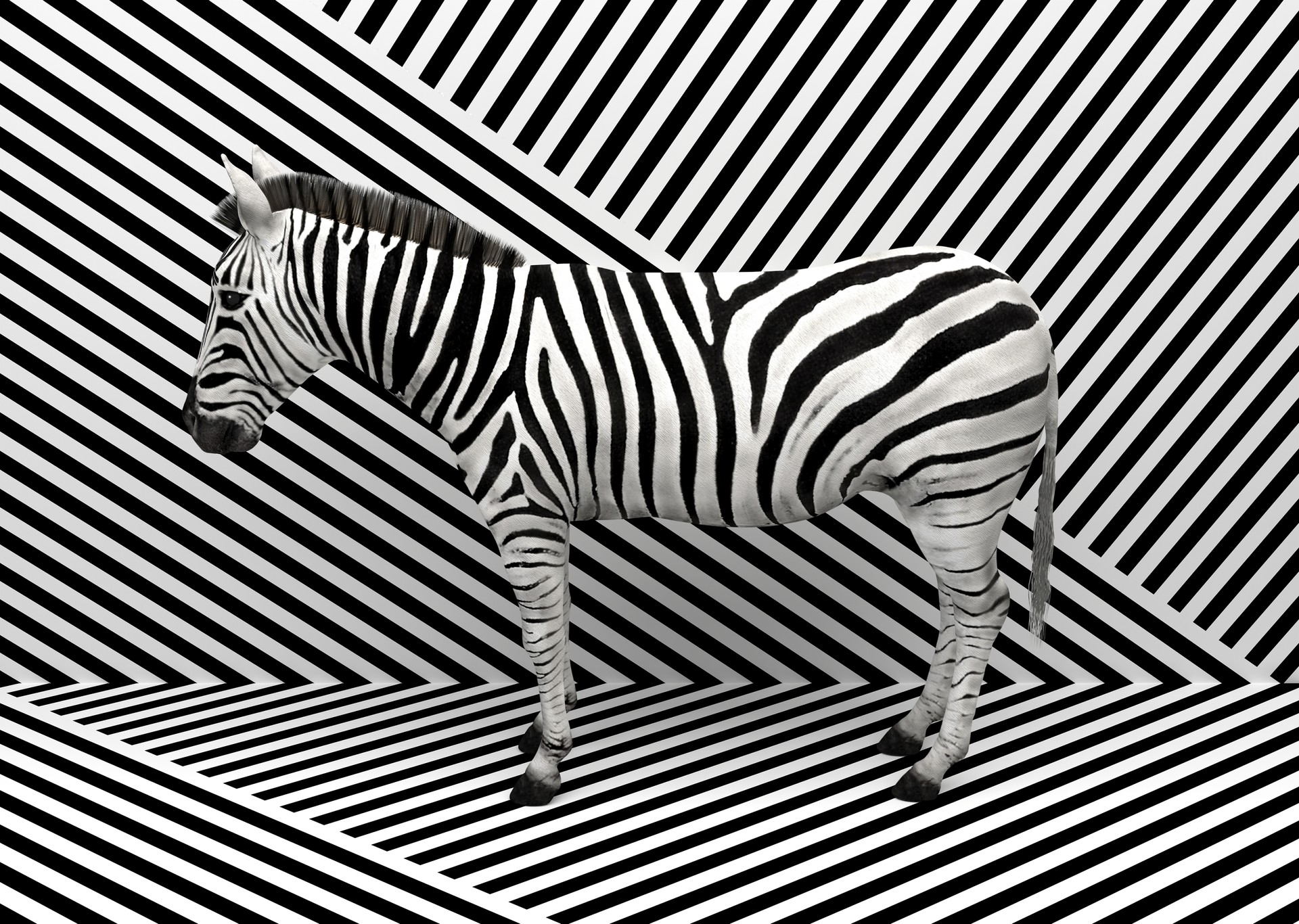 Wild animal zebra standing indoors merging with a striped black and white background.  Creative conceptual illustration. 3D rendering